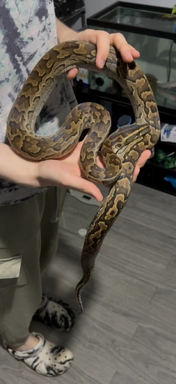 African Rock Python by Mary’s Pythons