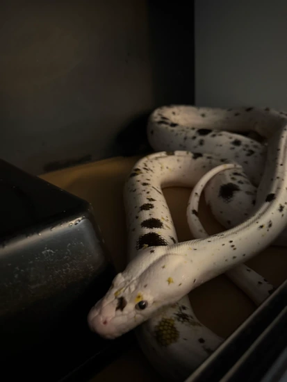 8ft Goldenchild Cow Retic Reticulated Python by Mary’s Pythons