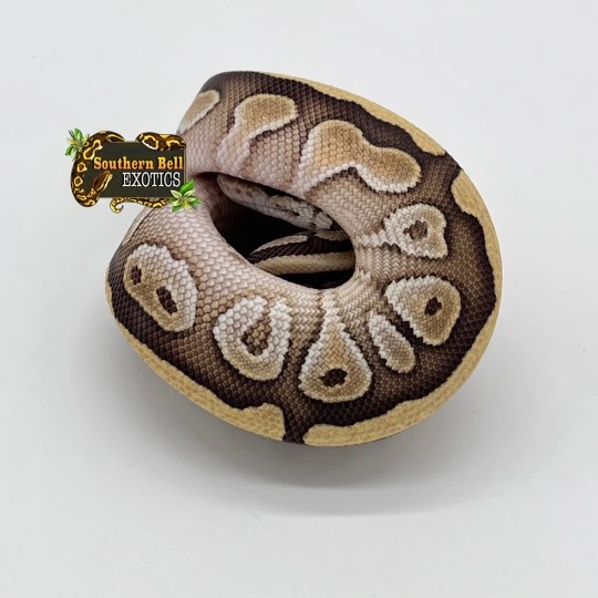 Lesser 100% Het Clown Ball Python by Southern Bell Exotics