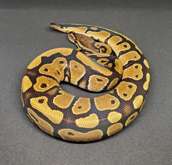Normal Het G-Stripe Ball Python by 24/7 Reptiles