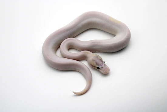 Ivory Piebald Poss Pastel, Copper, Pinstripe Ball Python by Mk-exotics