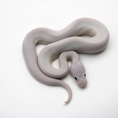 Super Fire (Poss Enchi, Pastel) 100% Het Clown Piebald Ball Python - male for sale from Mk-exotics