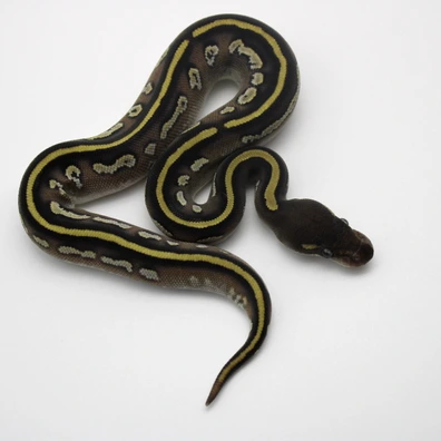 Black Head Mojave 100% Th Hypo Clown Piebald (Poss Enchi) Ball Python - female for sale from Mk-exotics