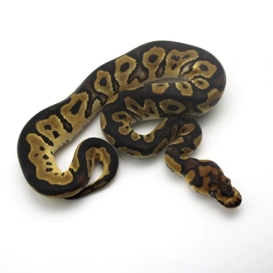 Clown 100% Het Piebald Ball Python - male for sale from Mk-exotics