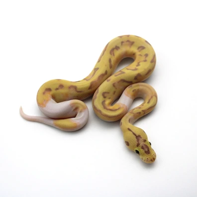 Pastel Banana Enchi Fire Clown Piebald (Female Maker) Ball Python - male for sale from Mk-exotics