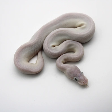 Hypo Super Mojave (Poss Black Head, Enchi) Ball Python - female for sale from Mk-exotics