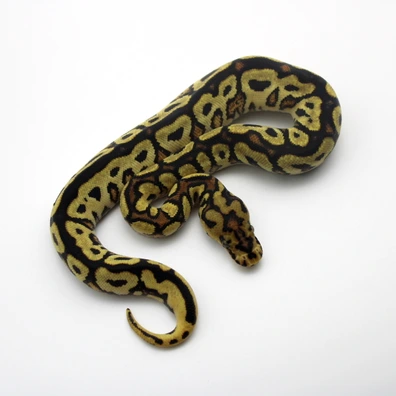 Spotnose Fire Wookie Clown 50% Het Piebald Ball Python - female for sale from Mk-exotics