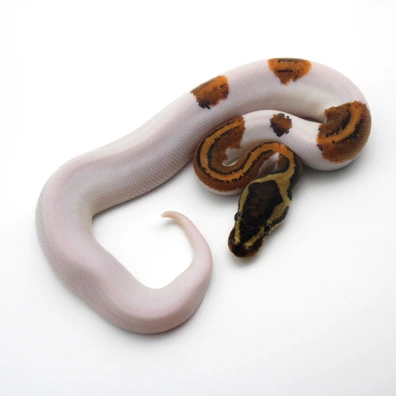 Yellow Belly Piebald Ball Python - male for sale from Mk-exotics