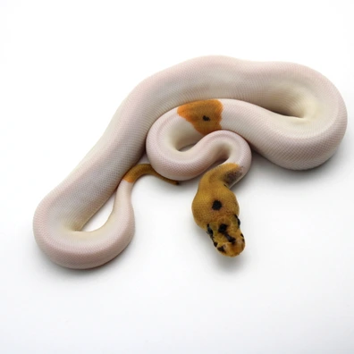 Leopard Clown Piebald 66% Het Desert Ghost (Poss Fire) Ball Python - female for sale from Mk-exotics