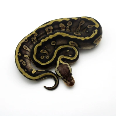 Pastel Copper 100% Dh Clown Piebald Ball Python - female for sale from Mk-exotics