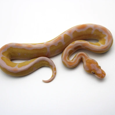 Lavender Clown 100% Het Piebald Ball Python - female for sale from Mk-exotics