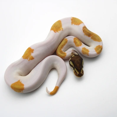 Enchi Mojave Orange Dream Piebald (Poss Yellow Belly) Ball Python - male for sale from Mk-exotics