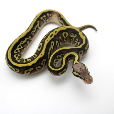 Pastel Mojave Fire Leopard 100% Dh Albino Piebald 50% Het Clown Ball Python - female for sale from Mk-exotics
