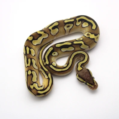 Pastel Mojave Enchi Fire Orange Dream 100% Het Piebald Ball Python - male for sale from Mk-exotics