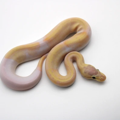 Lemon Blast Banana Piebald (Female Maker, Poss Yellow Belly, Copper) Ball Python - male for sale from Mk-exotics