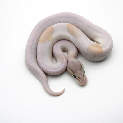 Pastel Mojave Banana Piebald (Female Maker) Ball Python - male for sale from Mk-exotics