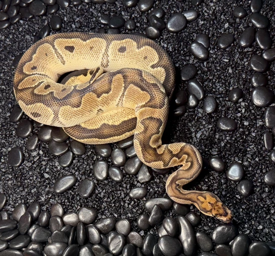 *no reserve* fire orange dream clown ball python by... 💥Proven💥 Orange Dream Clown Ball Python by Meraki Serpents 🐍