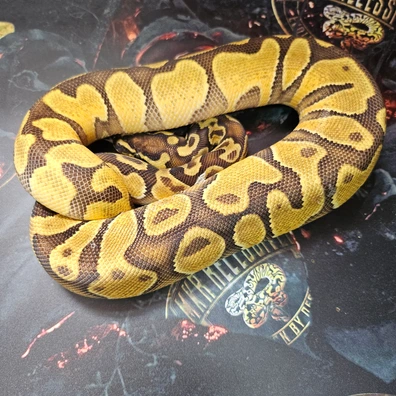 Scrambler Asphalt ( Ghi Enchi) Het Hypo Ball Python - female for sale from MKR Recessives
