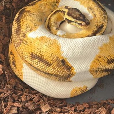 Pastel Enchi Pied Ball Python - female for sale from MKR Recessives