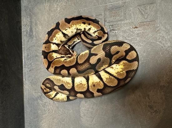 Pastel Calico Ball Python by Darklands Exotics