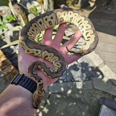 Redstripe Clown Ball Python - female for sale from M&M Tropical Reptiles