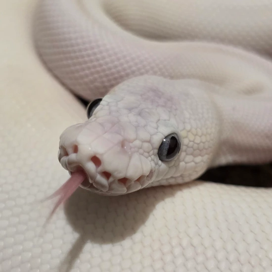 Blue Eyed Lucy (Moj Les) 50% Het Hypo Pos Enchi Ball Python by ...