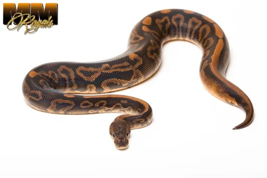 Wookie Leopard Black Pastel YB 100% Het Clown Ball Python by MM Royals