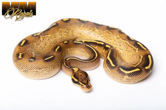 Freeway Het Clown Ball Python by MM Royals