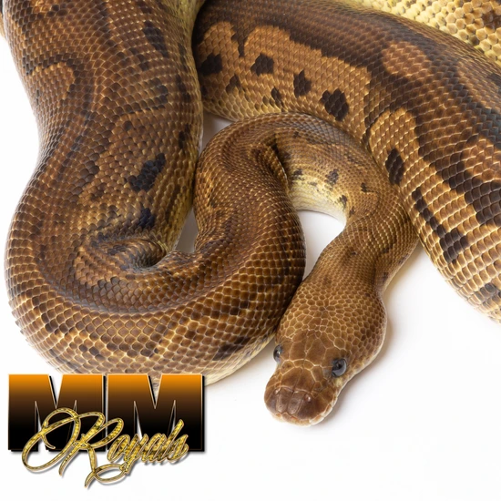 Black Pastel Clown RTB Ball Python by MM Royals