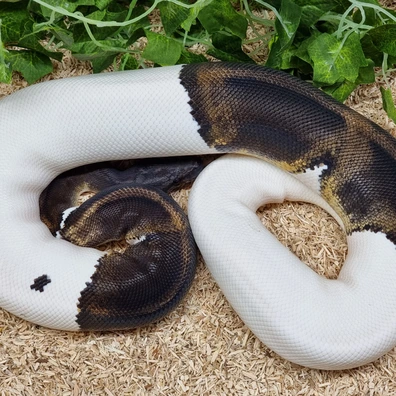 Complete Collection CandinoPied Ghostpied AlbinoPied SuperGHIPied Het. Desert Ghost Ball Python - unknown for sale from M-M-Schlangen