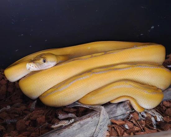 Purple Albino Goldenchild Het Pied Reticulated Python by MorphKreations