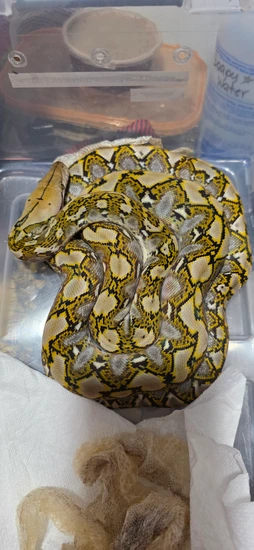 DH Albino, Anery Reticulated Python by MorphKreations