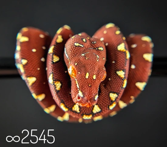 USCBB Red Neo GTP Green Tree Python by Mother of Dragons Exotics
