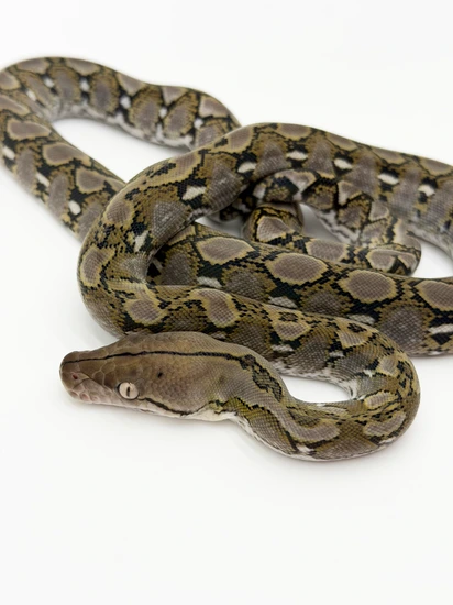 50% Dwarf Anery Het Snow Reticulated Python by Mother of Dragons Exotics