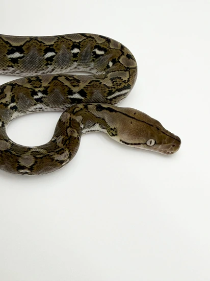 50% Dwarf Anery Het Snow Reticulated Python by Mother of Dragons Exotics