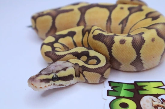 Hypo Pastel Enchi Ball Python by Mohawk Morphs