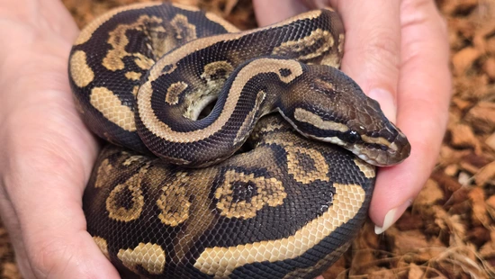 Black Pastel, Yellow Belly, (Pos Acid), 66% Hypo Ball Python by Mohawk ...