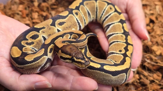Red Stripe, 100% Double Het Hypo And Clown Ball Python by Mohawk Morphs