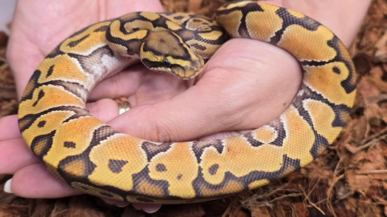 Enchi, Pastel, Hypo Ball Python by Mohawk Morphs