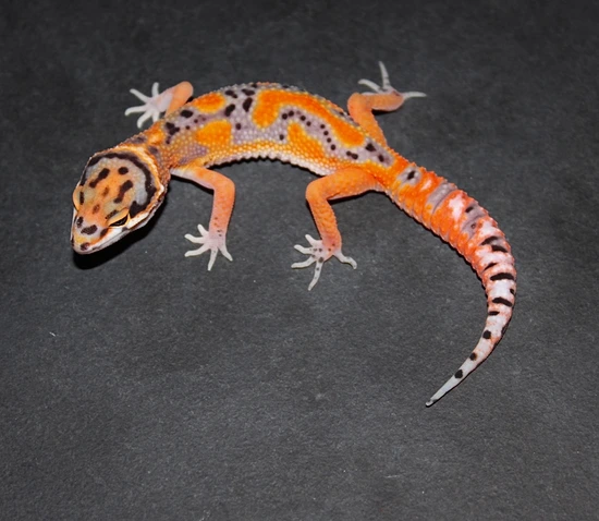 Clown Het Red Diamond Leopard Gecko by Molave Gecko