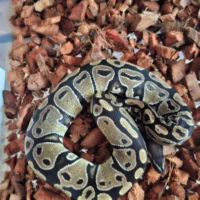 Normal "Ghana" Ball Python - female for sale from Mommotti Python