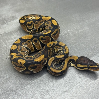 Normal • Het Clown • Het SK Axanthic • 50% Het DG Ball Python - male for sale from Selected Reptiles