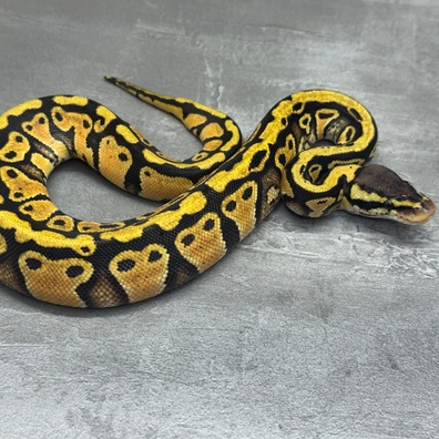 Pastel • Het Clown • Het SK Axanthic • 50% Het DG Ball Python - female for sale from Selected Reptiles