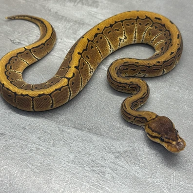 Pinstripe • Het Clown • Het SK Axanthic • 50% Het DG Ball Python - female for sale from Selected Reptiles