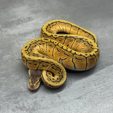 Pastel • Pinstripe • Het Clown • Het SK Axanthic • 50% Het DG Ball Python - female for sale from Selected Reptiles