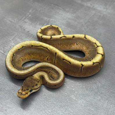 Pinstripe • Spider • Het Clown • Het SK Axanthic • 50% Het DG Ball Python - male for sale from Selected Reptiles