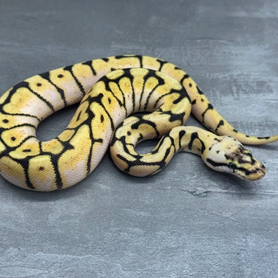 Pastel • Spider • Het Clown • Het SK Axanthic • 50% Het DG Ball Python - female for sale from Selected Reptiles