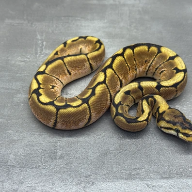 Spider • Het Clown • Het SK Axanthic • 50% Het DG Ball Python - female for sale from Selected Reptiles