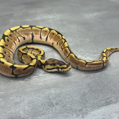 Spider • Het Clown • Het SK Axanthic • 50% Het DG Ball Python - female for sale from Selected Reptiles