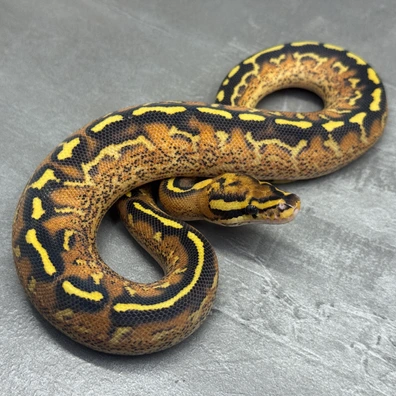 Freeway • Het Clown Ball Python - male for sale from Selected Reptiles
